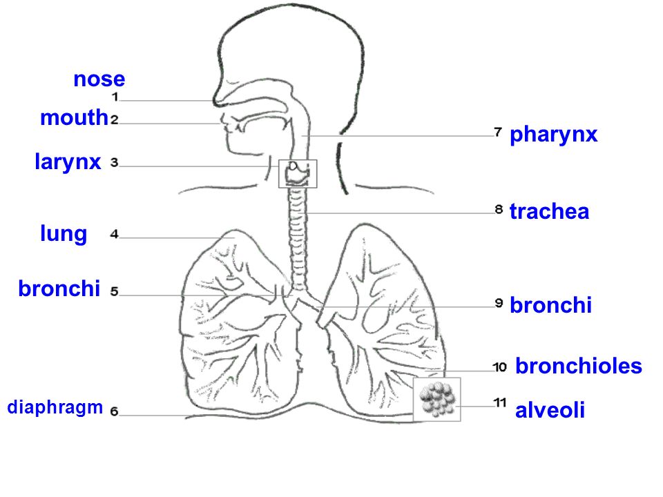 nose mouth larynx lung bronchi diaphragm pharynx trachea bronchi bronchioles alveoli