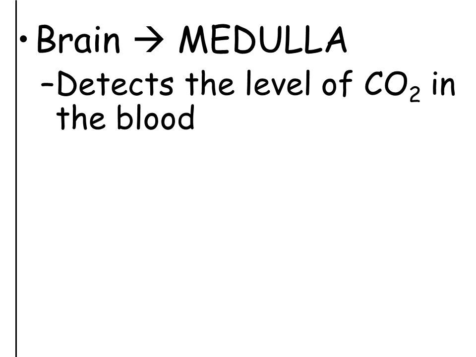 Brain  MEDULLA –Detects the level of CO 2 in the blood