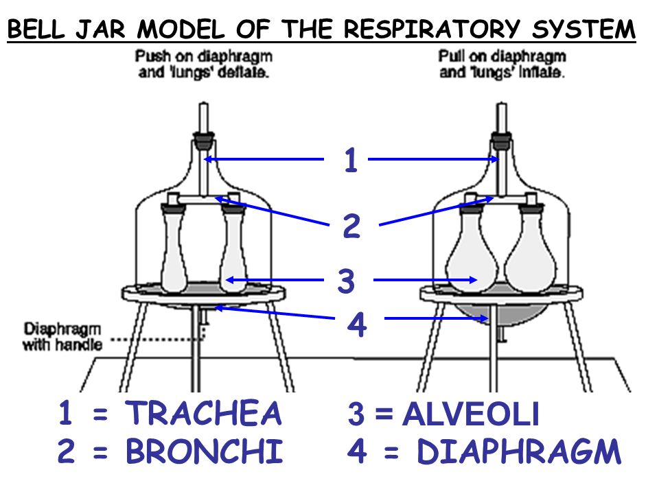 BELL JAR MODEL OF THE RESPIRATORY SYSTEM = TRACHEA 2 = BRONCHI 3 = ALVEOLI 4 = DIAPHRAGM