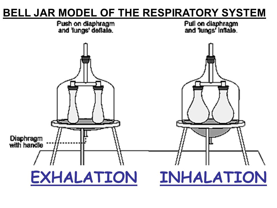 BELL JAR MODEL OF THE RESPIRATORY SYSTEM INHALATIONEXHALATION