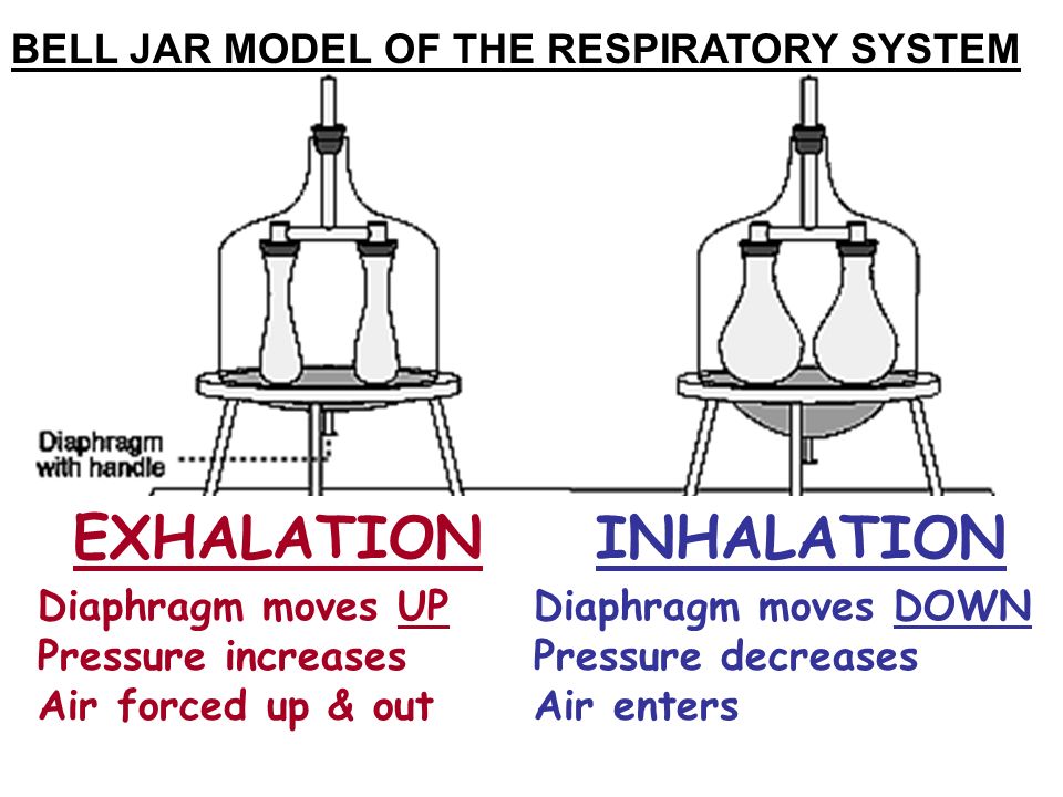 BELL JAR MODEL OF THE RESPIRATORY SYSTEM INHALATIONEXHALATION Diaphragm moves DOWN Pressure decreases Air enters Diaphragm moves UP Pressure increases Air forced up & out