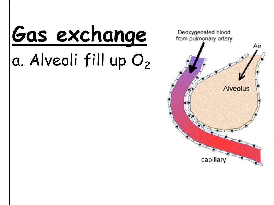 Gas exchange a. Alveoli fill up O 2