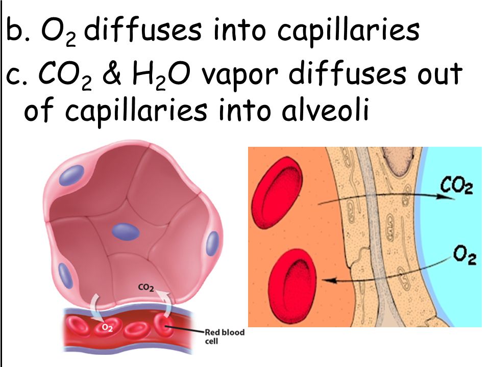b. O 2 diffuses into capillaries c. CO 2 & H 2 O vapor diffuses out of capillaries into alveoli