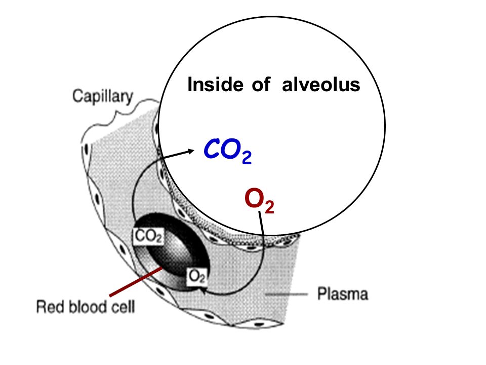Inside of alveolus O2O2 CO 2