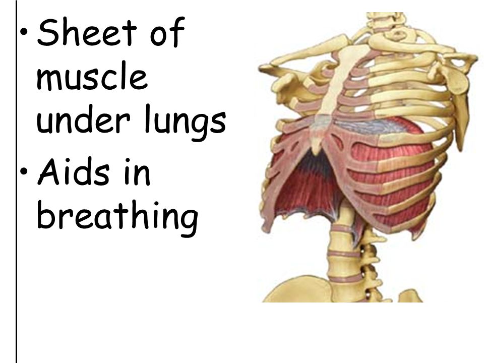 Sheet of muscle under lungs Aids in breathing