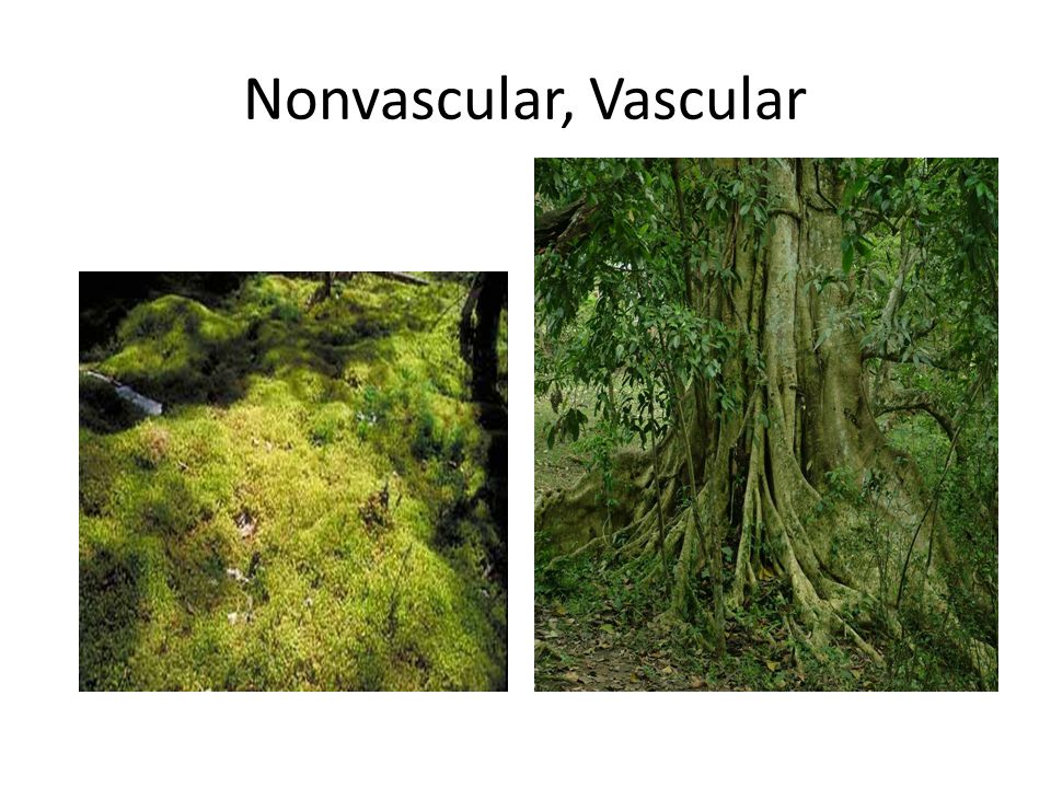 Nonvascular, Vascular