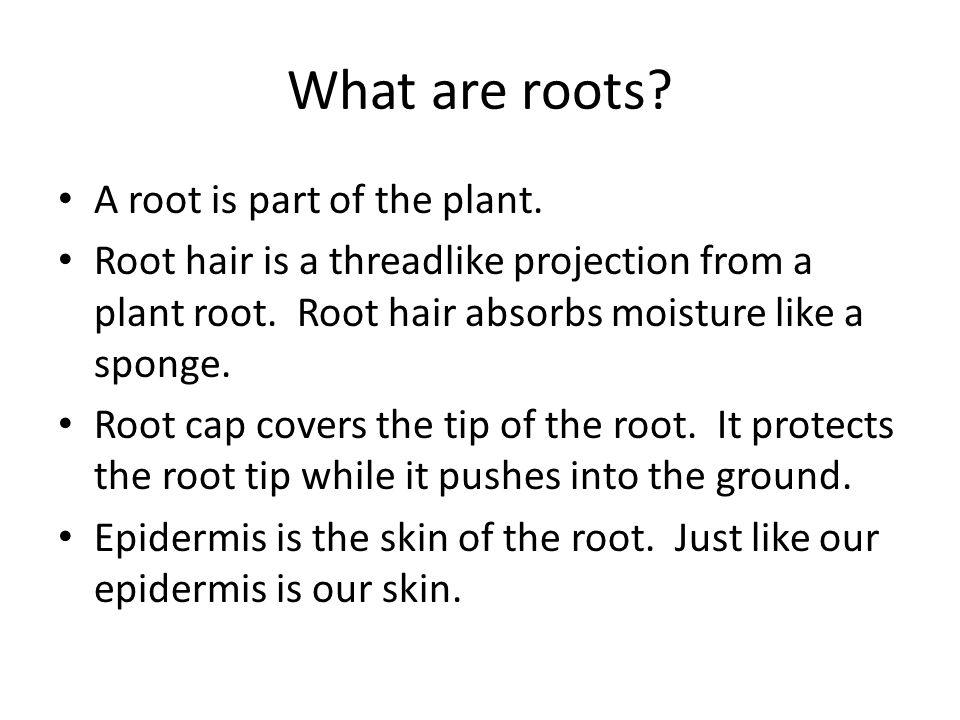 What are roots. A root is part of the plant.
