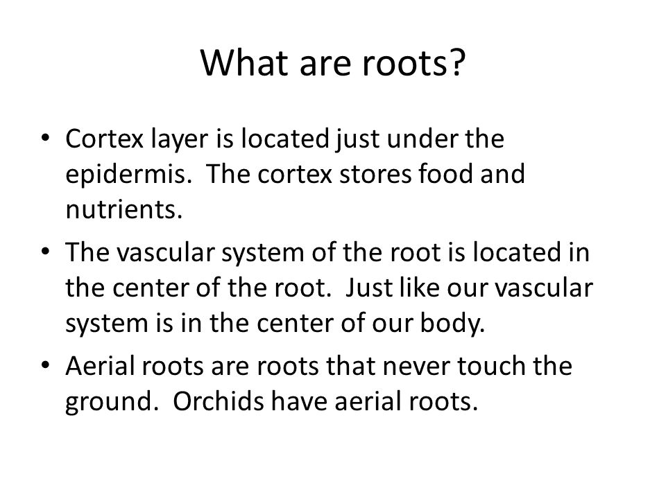 What are roots. Cortex layer is located just under the epidermis.