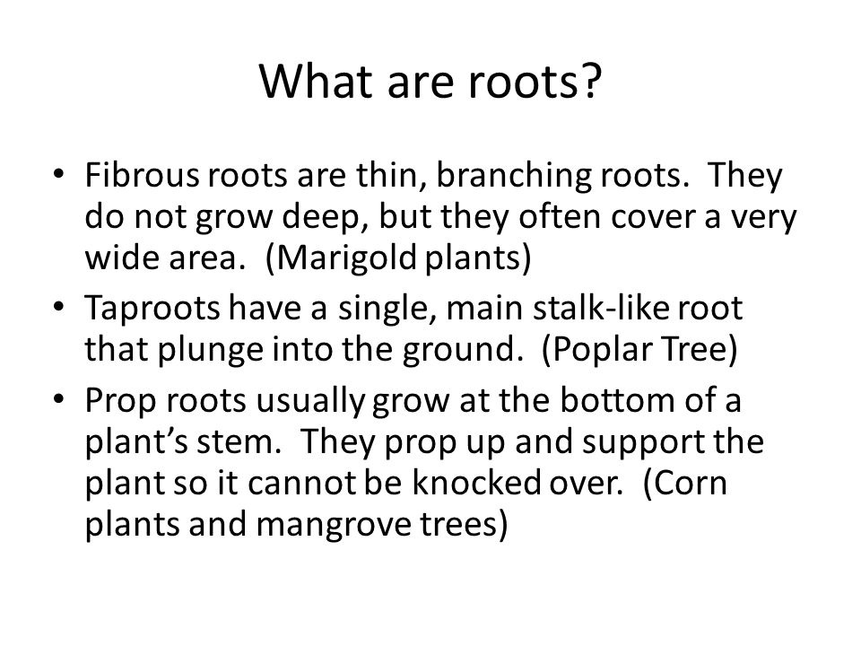 What are roots. Fibrous roots are thin, branching roots.