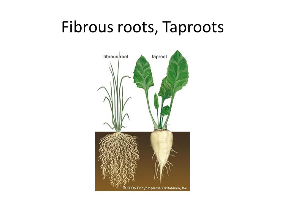 Fibrous roots, Taproots