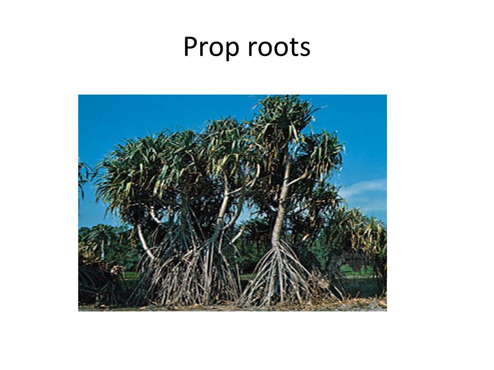 Prop roots