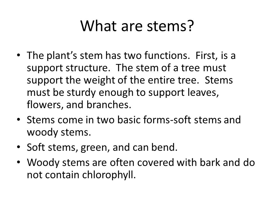 What are stems. The plant’s stem has two functions.