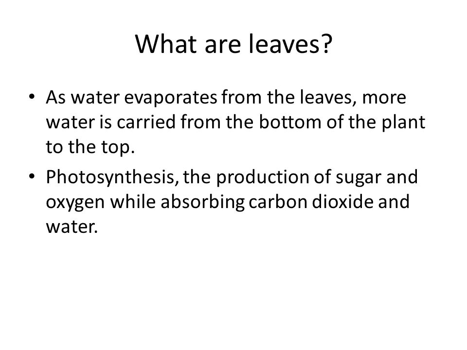 What are leaves.