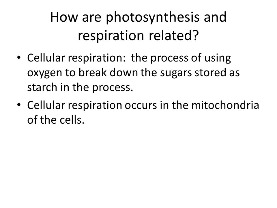 How are photosynthesis and respiration related.