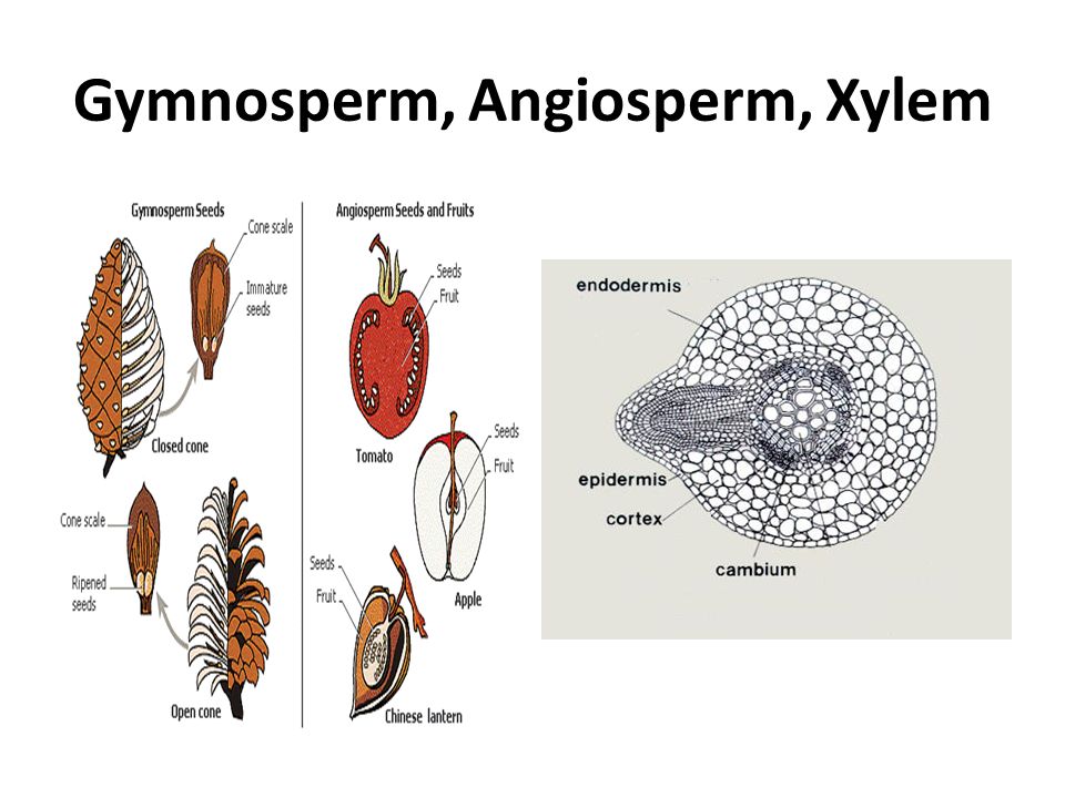 Gymnosperm, Angiosperm, Xylem