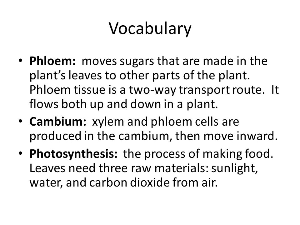 Vocabulary Phloem: moves sugars that are made in the plant’s leaves to other parts of the plant.