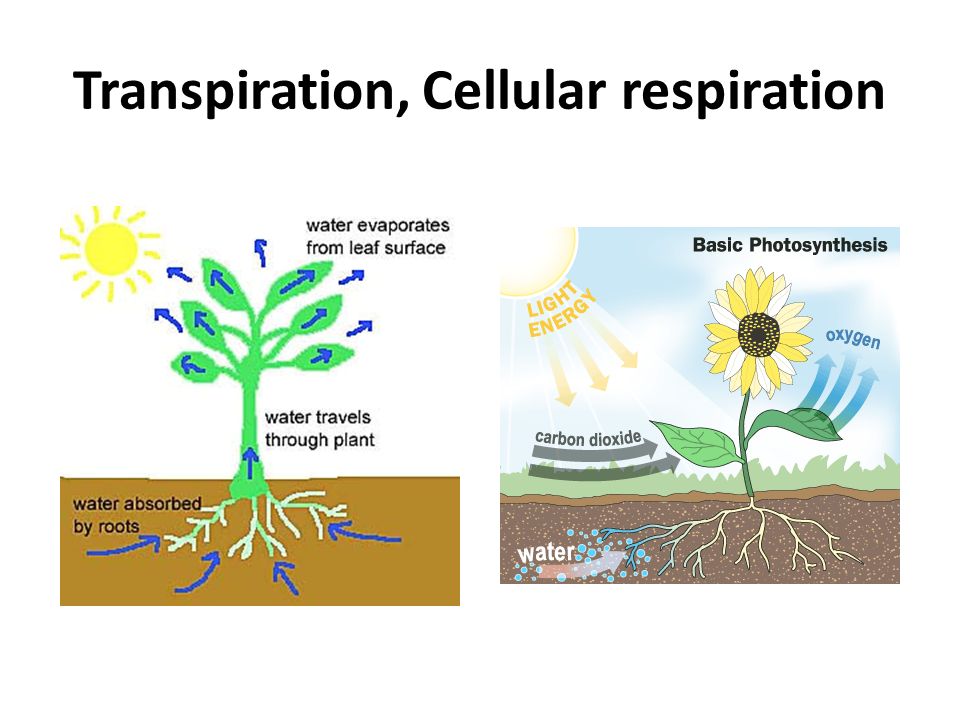 Transpiration, Cellular respiration