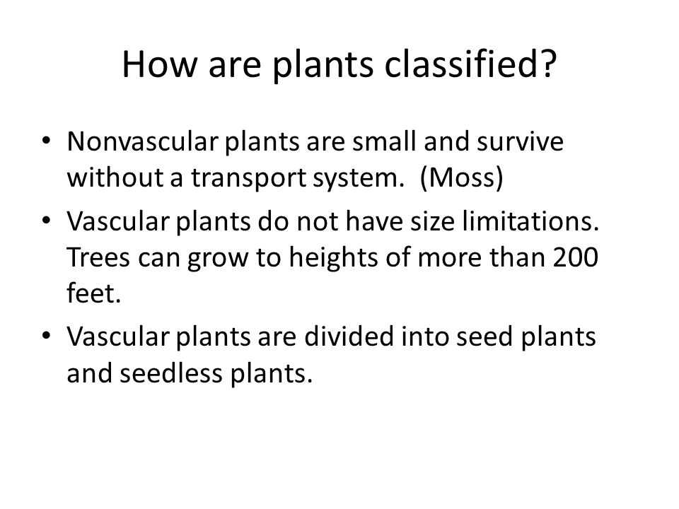 How are plants classified. Nonvascular plants are small and survive without a transport system.
