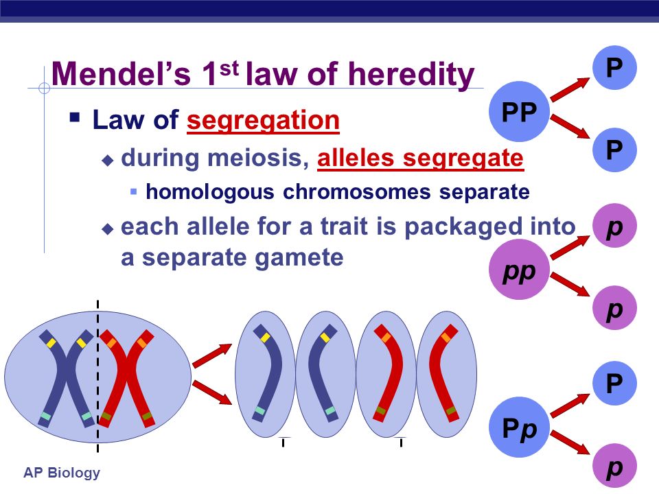 ap biology mendelian genetics essay ap biology mendelian genetics essay