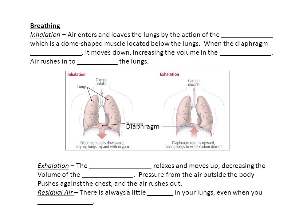 Breathing Inhalation – Air enters and leaves the lungs by the action of the ______________ which is a dome-shaped muscle located below the lungs.