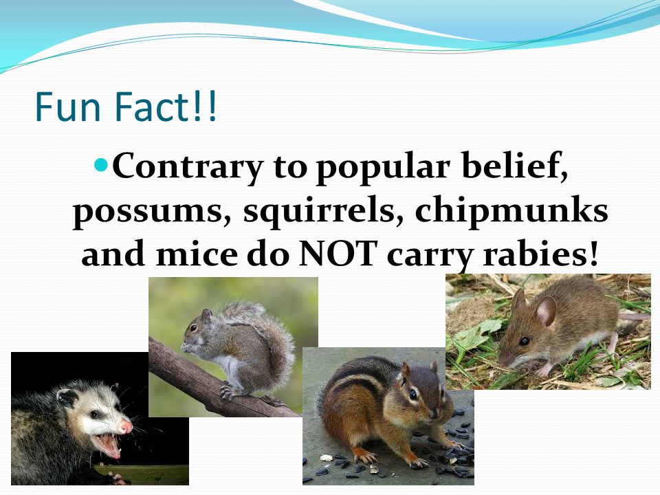 Fun Fact!! Contrary to popular belief, possums, squirrels, chipmunks and mice do NOT carry rabies!