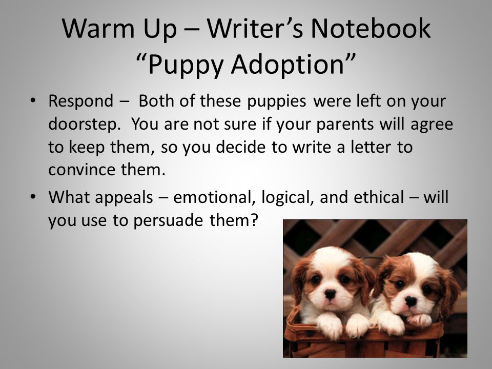 Warm Up – Writer’s Notebook Puppy Adoption Respond – Both of these puppies were left on your doorstep.