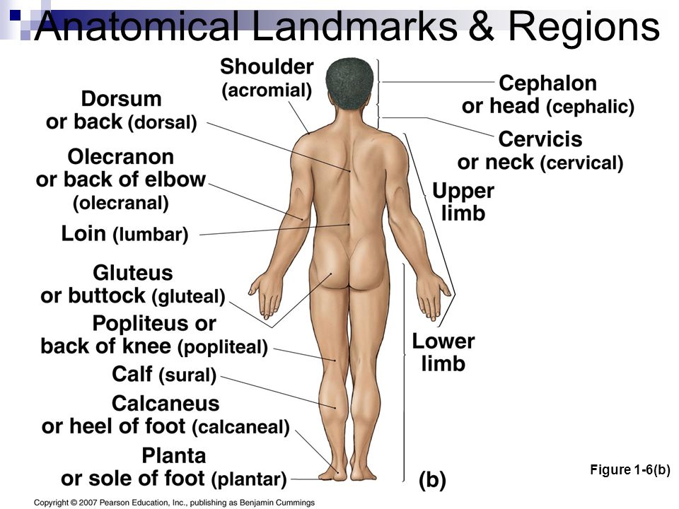 ch 1 what anatomy really means 19 chapters in uexcel anatomy & physiology: study guide & test prep 1 practice chapter exam - basic anatomy and cell biology. ch 1 what anatomy really means 19 chapters in uexcel anatomy & physiology: study guide & test prep 1 practice chapter exam - basic anatomy and cell biology.