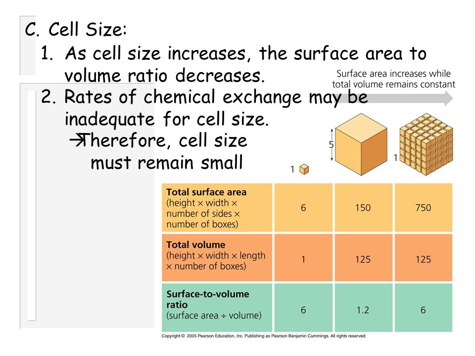 n chapter 7 a tour of the cell cytology science study of cells i as cell size increases the