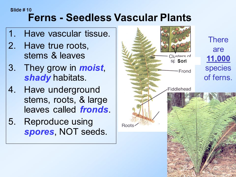 1.Have vascular tissue. 2.Have true roots, stems & leaves 3.They grow in moist, shady habitats.