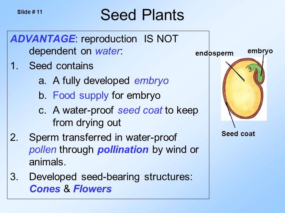 ADVANTAGE: reproduction IS NOT dependent on water: 1.Seed contains a.A fully developed embryo b.Food supply for embryo c.A water-proof seed coat to keep from drying out 2.Sperm transferred in water-proof pollen through pollination by wind or animals.