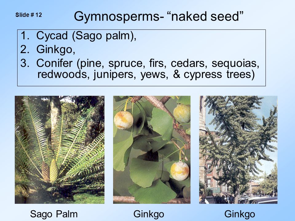 1. Cycad (Sago palm), 2. Ginkgo, 3.
