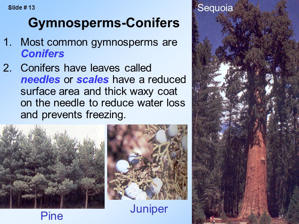 1.Most common gymnosperms are Conifers 2.Conifers have leaves called needles or scales have a reduced surface area and thick waxy coat on the needle to reduce water loss and prevents freezing.