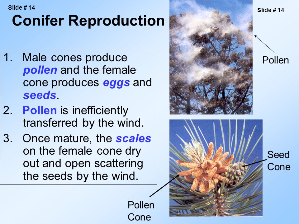 Conifer Reproduction 1. Male cones produce pollen and the female cone produces eggs and seeds.