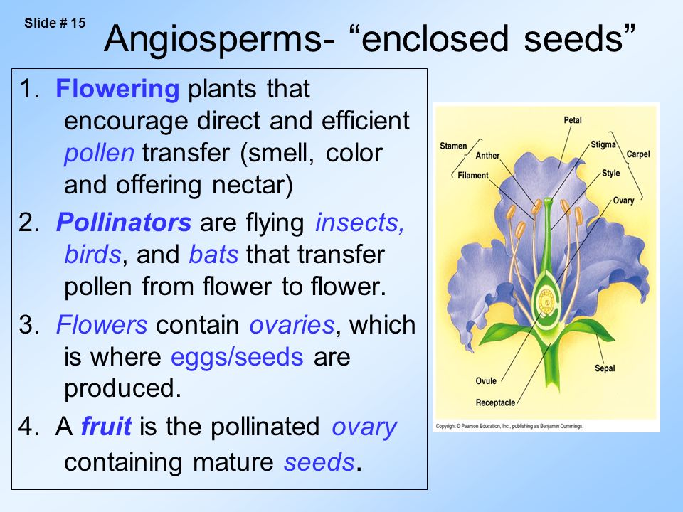 Angiosperms- enclosed seeds 1.