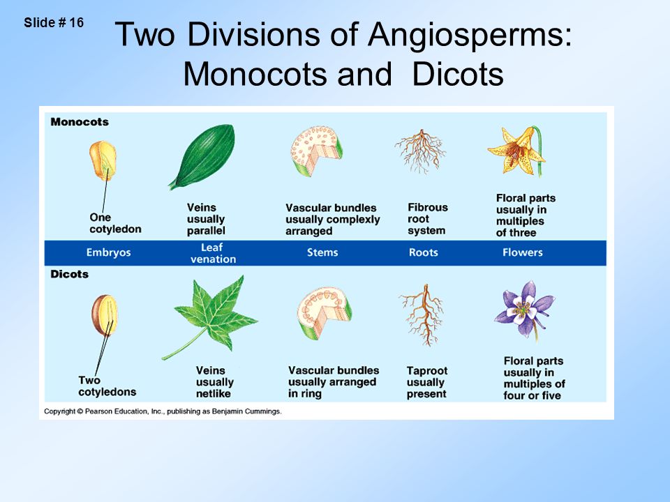 Two Divisions of Angiosperms: Monocots and Dicots Slide # 16