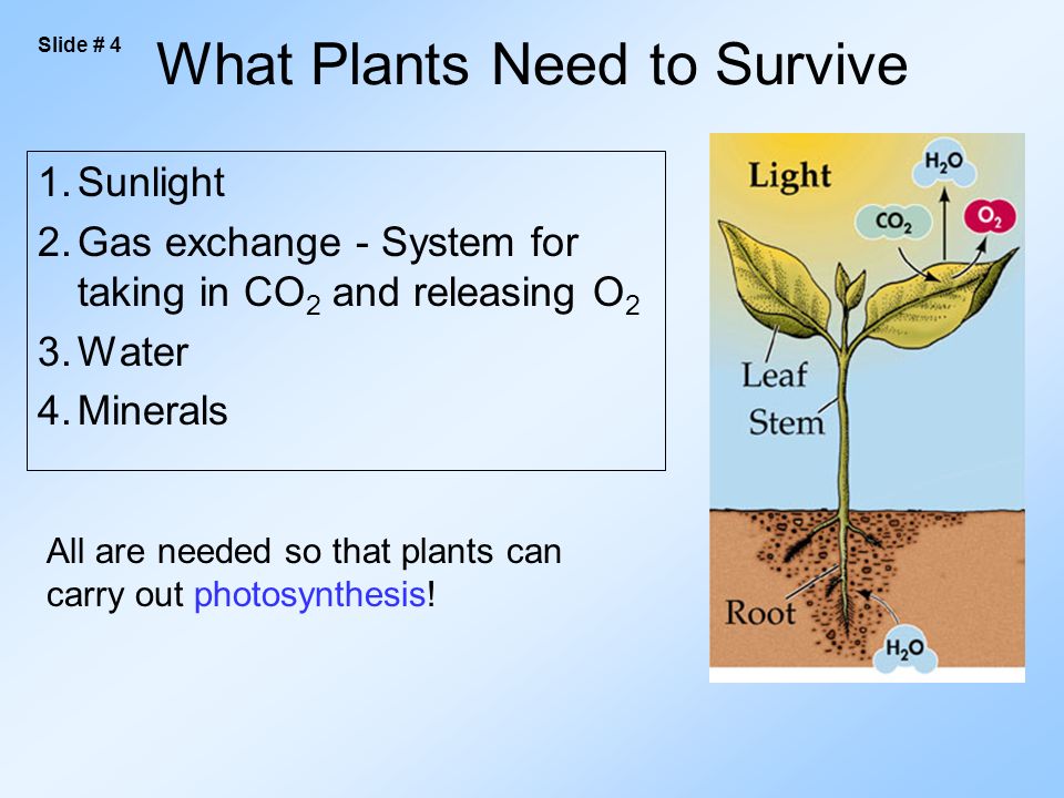 What Plants Need to Survive 1.Sunlight 2.Gas exchange - System for taking in CO 2 and releasing O 2 3.Water 4.Minerals All are needed so that plants can carry out photosynthesis.