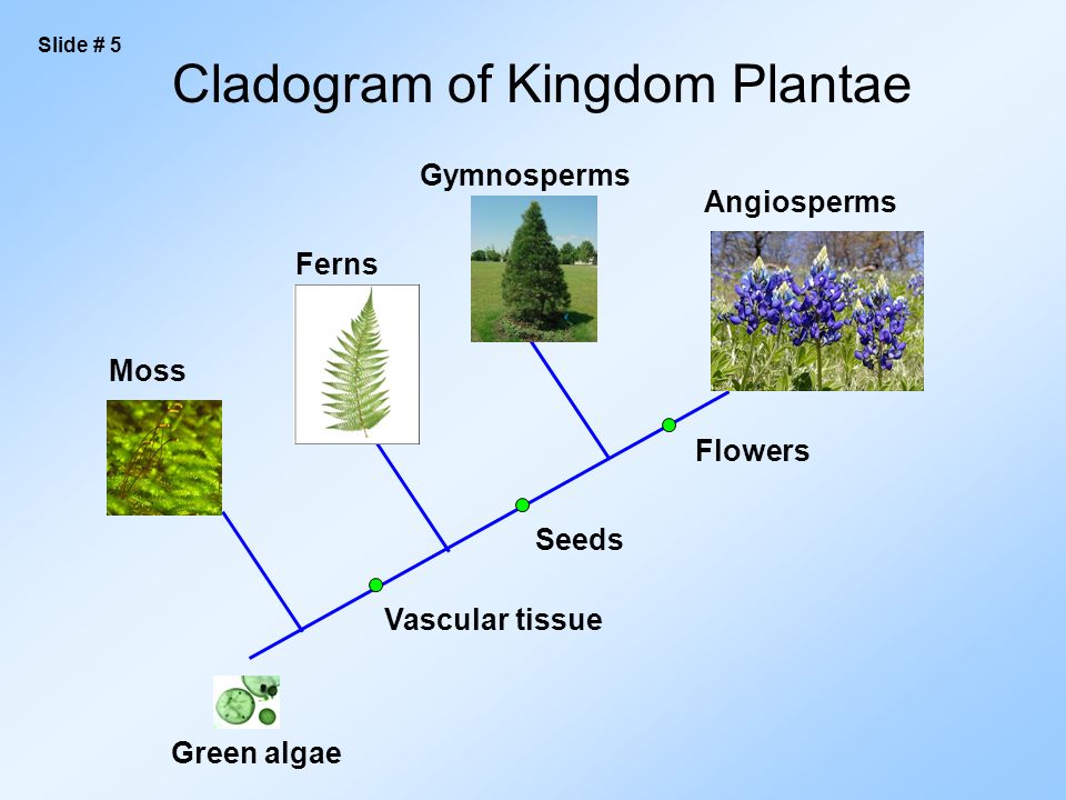 Green algae Moss Vascular tissue Seeds Flowers Ferns Gymnosperms Angiosperms Cladogram of Kingdom Plantae Slide # 5