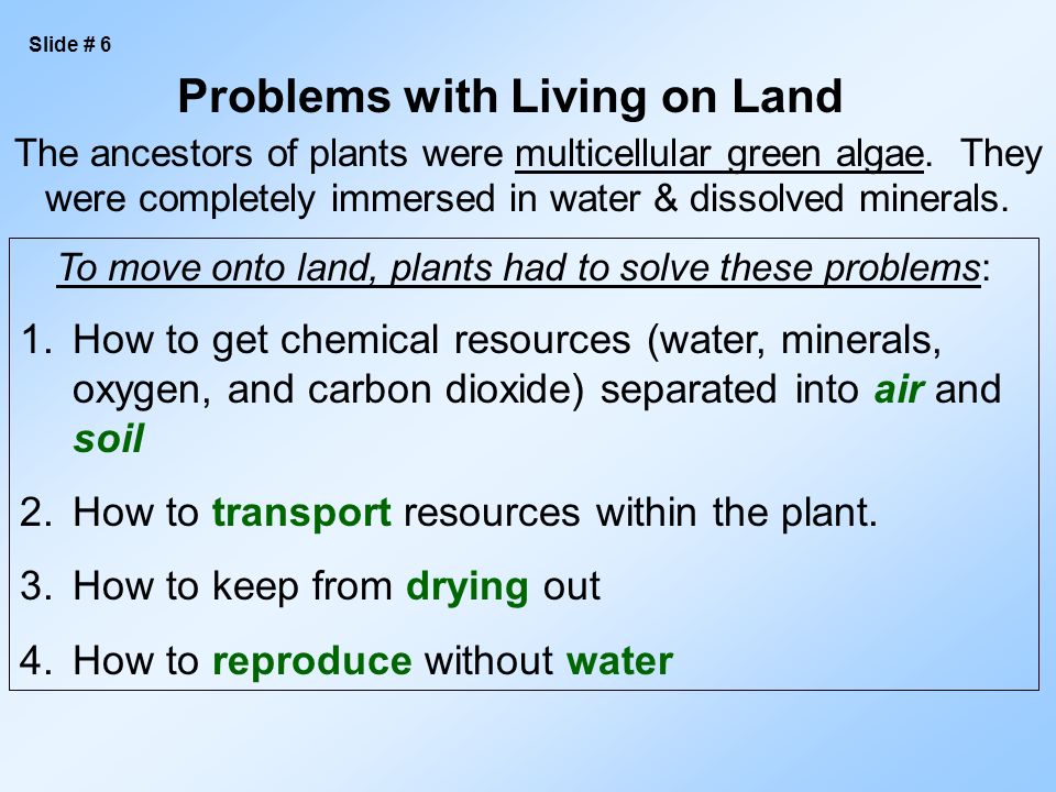 The ancestors of plants were multicellular green algae.