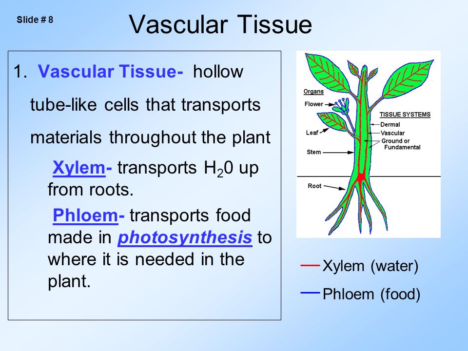 Vascular Tissue 1.