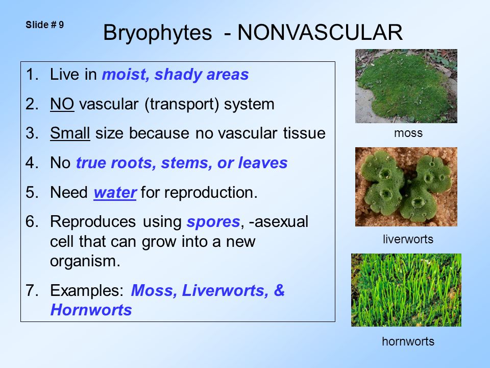 Bryophytes - NONVASCULAR 1.Live in moist, shady areas 2.NO vascular (transport) system 3.Small size because no vascular tissue 4.No true roots, stems, or leaves 5.Need water for reproduction.