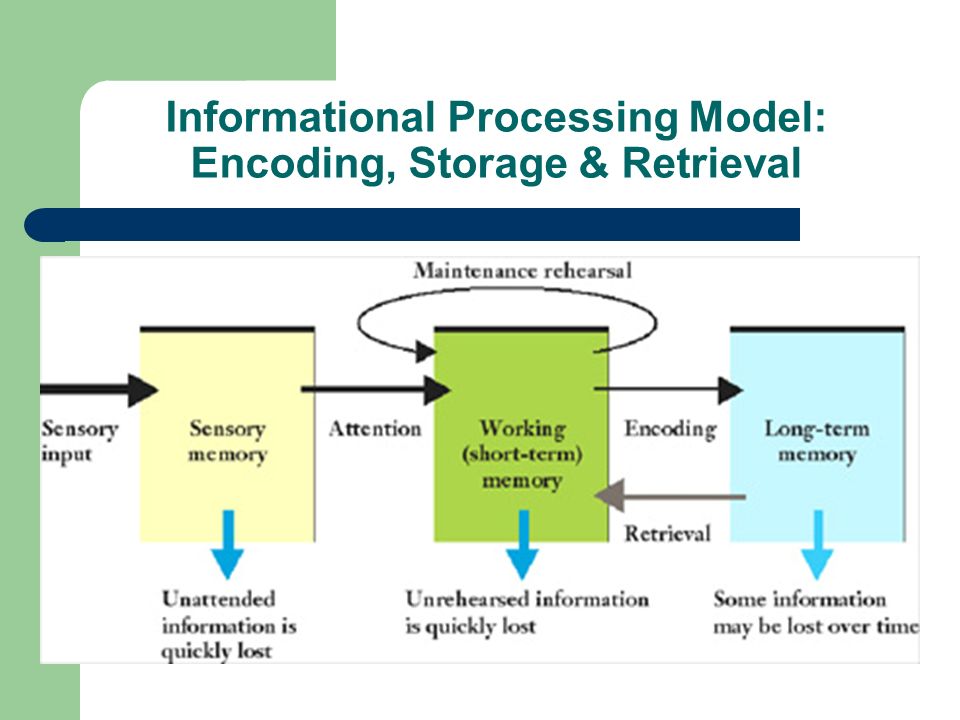 Informational Processing Model: Encoding, Storage & Retrieval