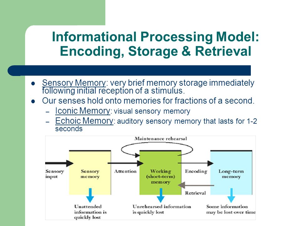Informational Processing Model: Encoding, Storage & Retrieval Sensory Memory: very brief memory storage immediately following initial reception of a stimulus.