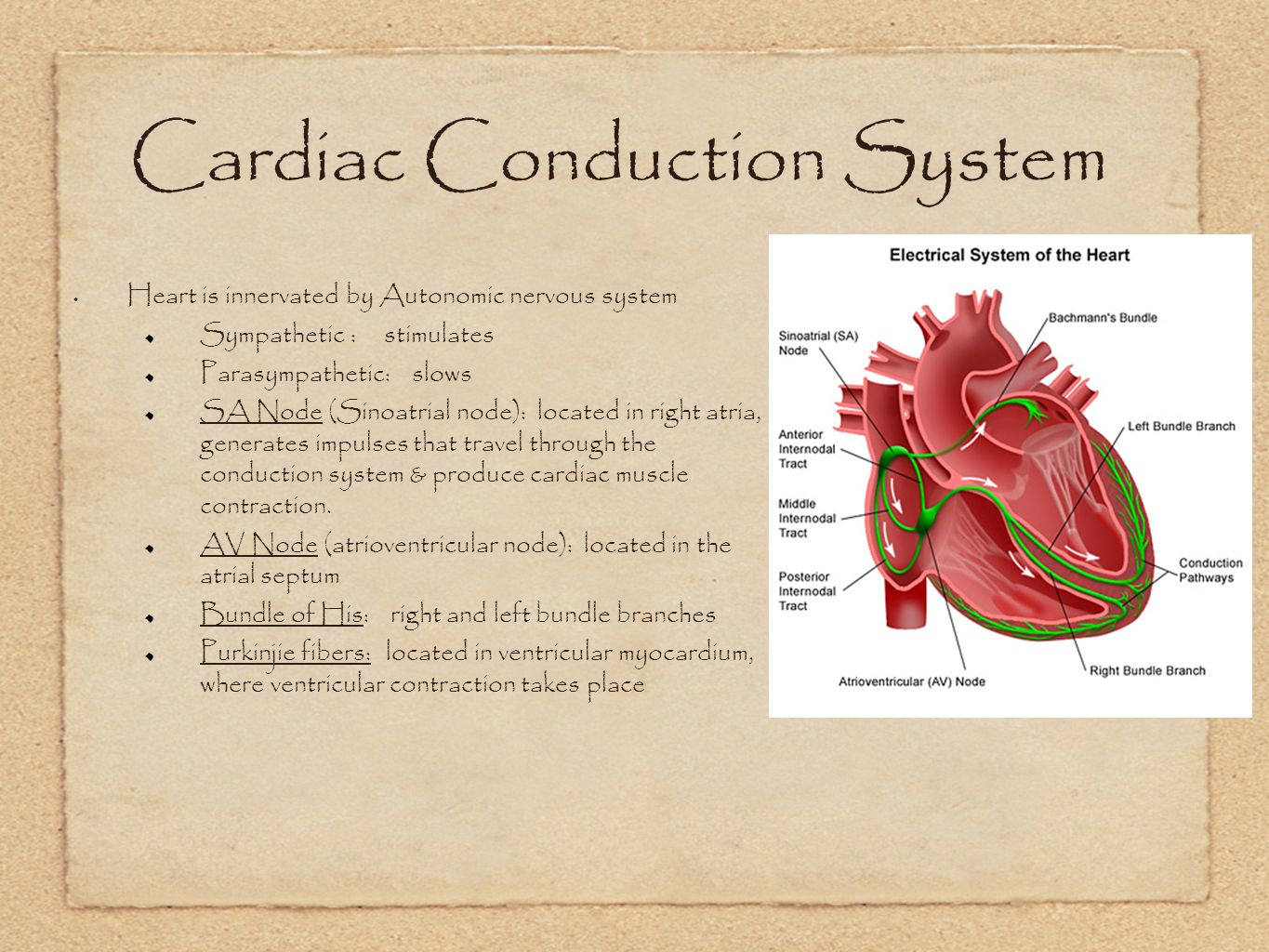 cardio vascular system assessment Cardiovascular examination - osce guide (old version) the cardio vascular / peripheral vascular exam videomov chest assessment. cardio vascular system assessment Cardiovascular examination - osce guide (old version) the cardio vascular / peripheral vascular exam videomov chest assessment.