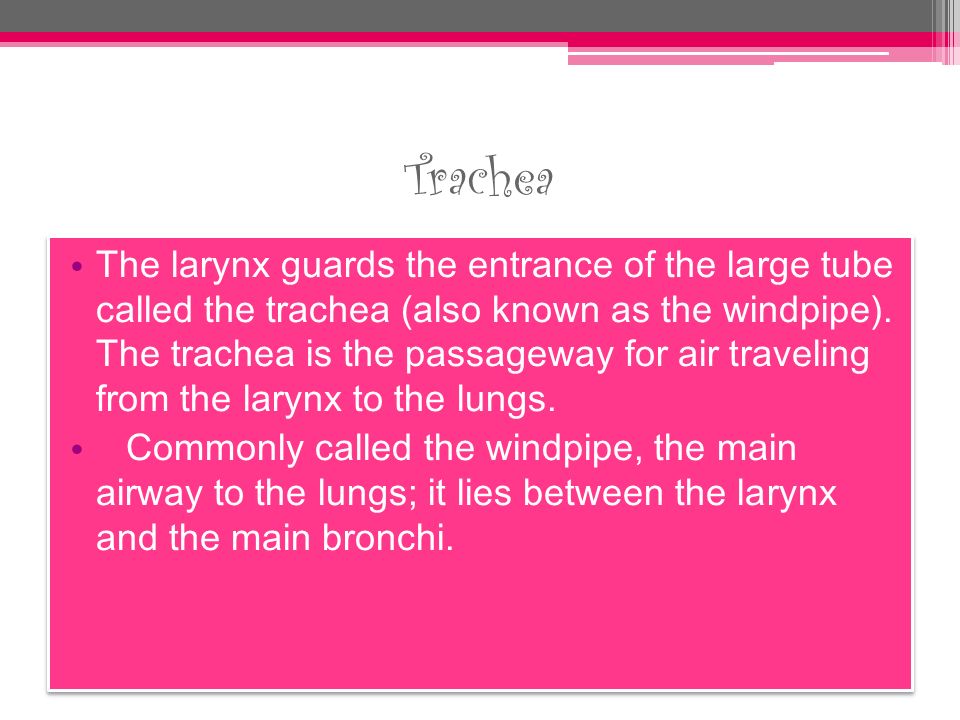 Trachea The larynx guards the entrance of the large tube called the trachea (also known as the windpipe).