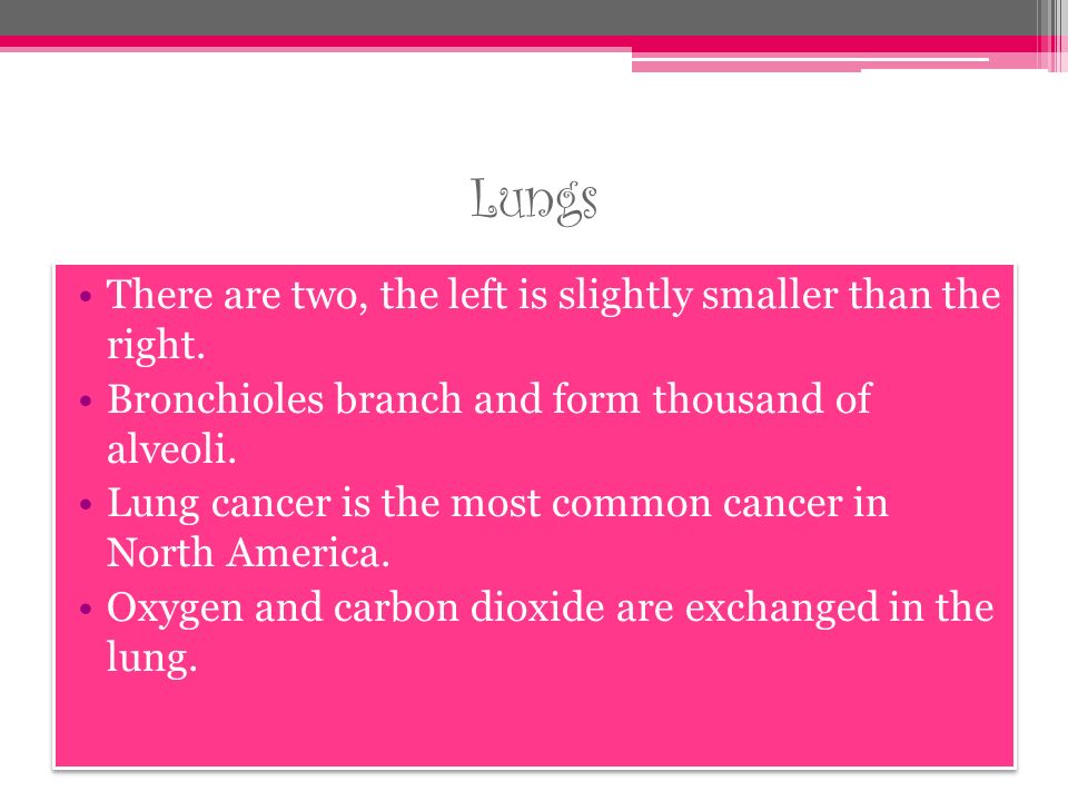 Lungs There are two, the left is slightly smaller than the right.
