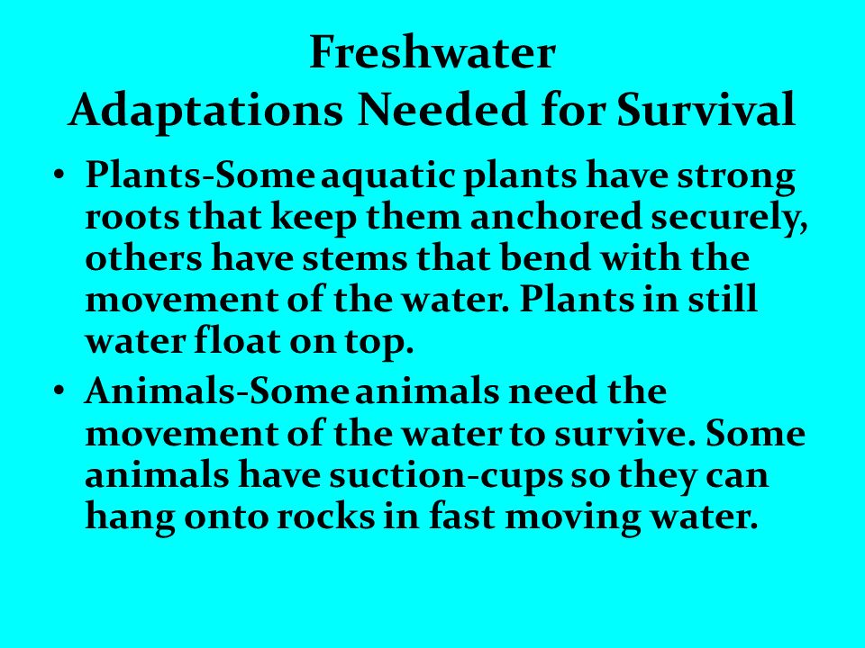 Freshwater Adaptations Needed for Survival Plants-Some aquatic plants have strong roots that keep them anchored securely, others have stems that bend with the movement of the water.