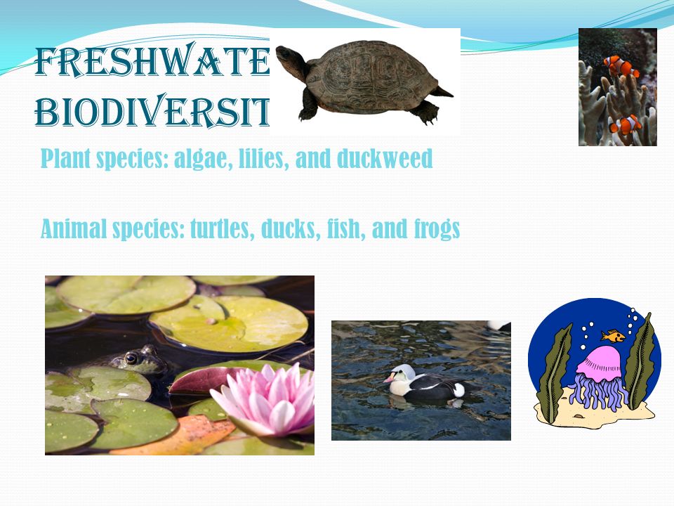 Freshwater Biodiversity Plant species: algae, lilies, and duckweed Animal species: turtles, ducks, fish, and frogs