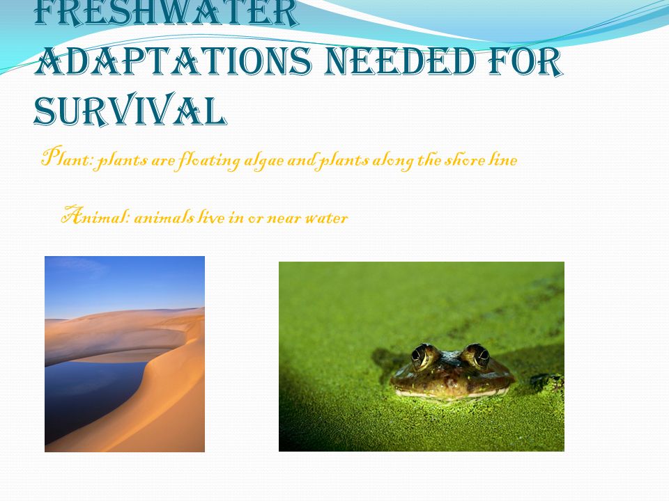 Freshwater Adaptations Needed for Survival Plant: plants are floating algae and plants along the shore line Animal: animals live in or near water