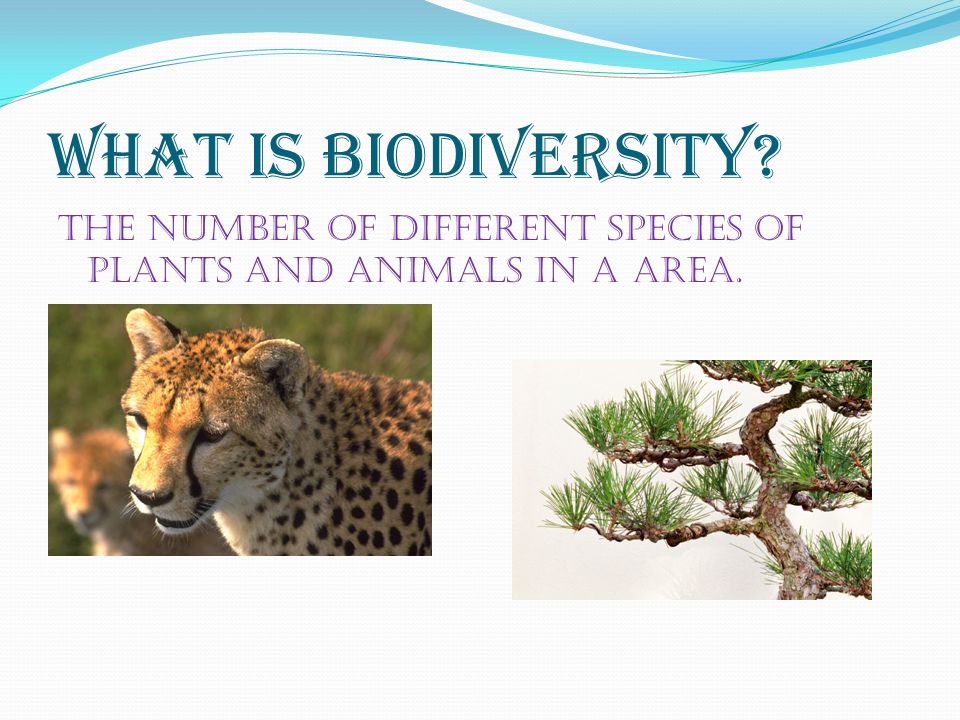 What is Biodiversity The number of different species of plants and animals in a area.