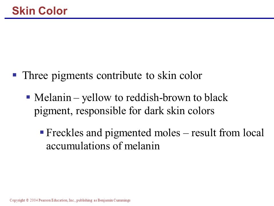 Copyright © 2004 Pearson Education, Inc., publishing as Benjamin Cummings Skin Color  Three pigments contribute to skin color  Melanin – yellow to reddish-brown to black pigment, responsible for dark skin colors  Freckles and pigmented moles – result from local accumulations of melanin